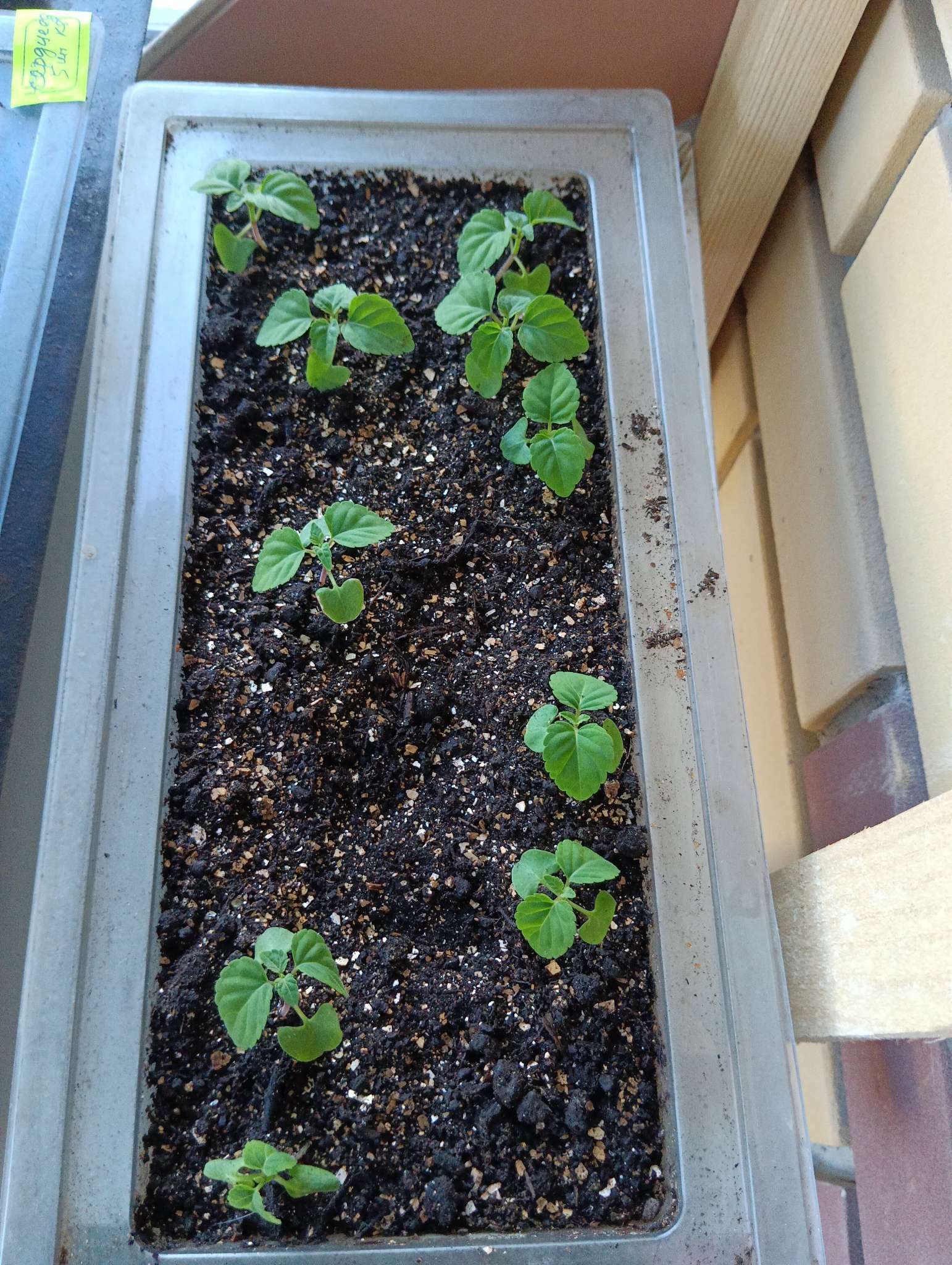 Фотография покупателя товара Семена цветов Сальвия сверкающая "Скарлет", 0,05 г - Фото 1