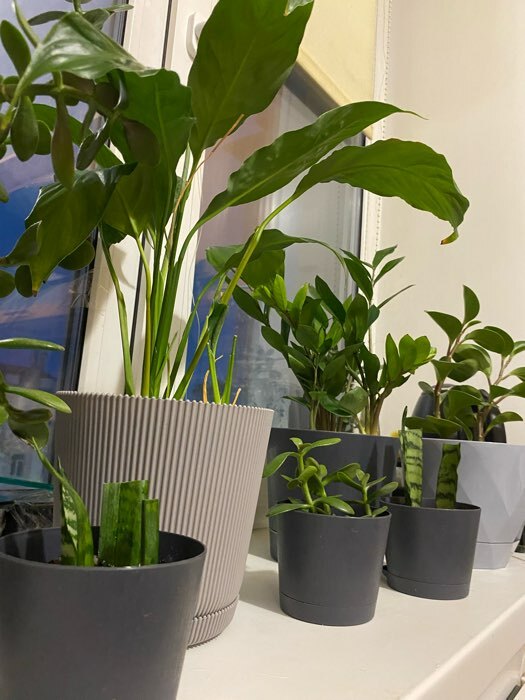 Фотография покупателя товара Горшок для цветов с поддоном, 12×11.5 см, пластиковый, серый - Фото 11