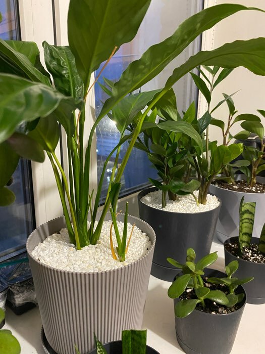 Фотография покупателя товара Горшок для цветов с поддоном, 12×11.5 см, пластиковый, серый - Фото 12