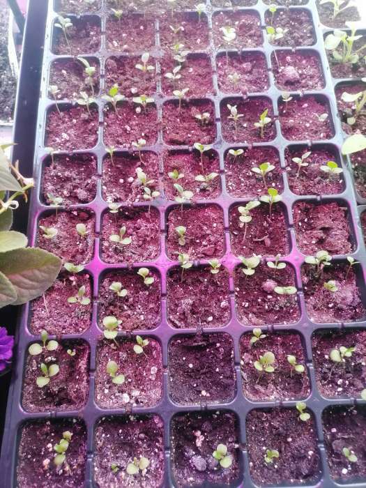 Фотография покупателя товара Семена цветов Цинерария приморская "Андромеда", О, 0,05 г  серия ХИТ х3