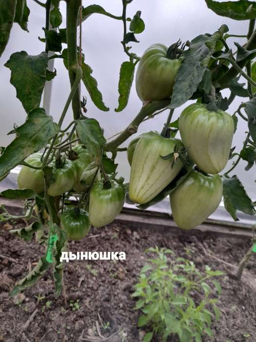 Фотография покупателя товара Семена Томат "Дынюшка", F1,индетерминантный,высокорослый, 10 шт - Фото 2