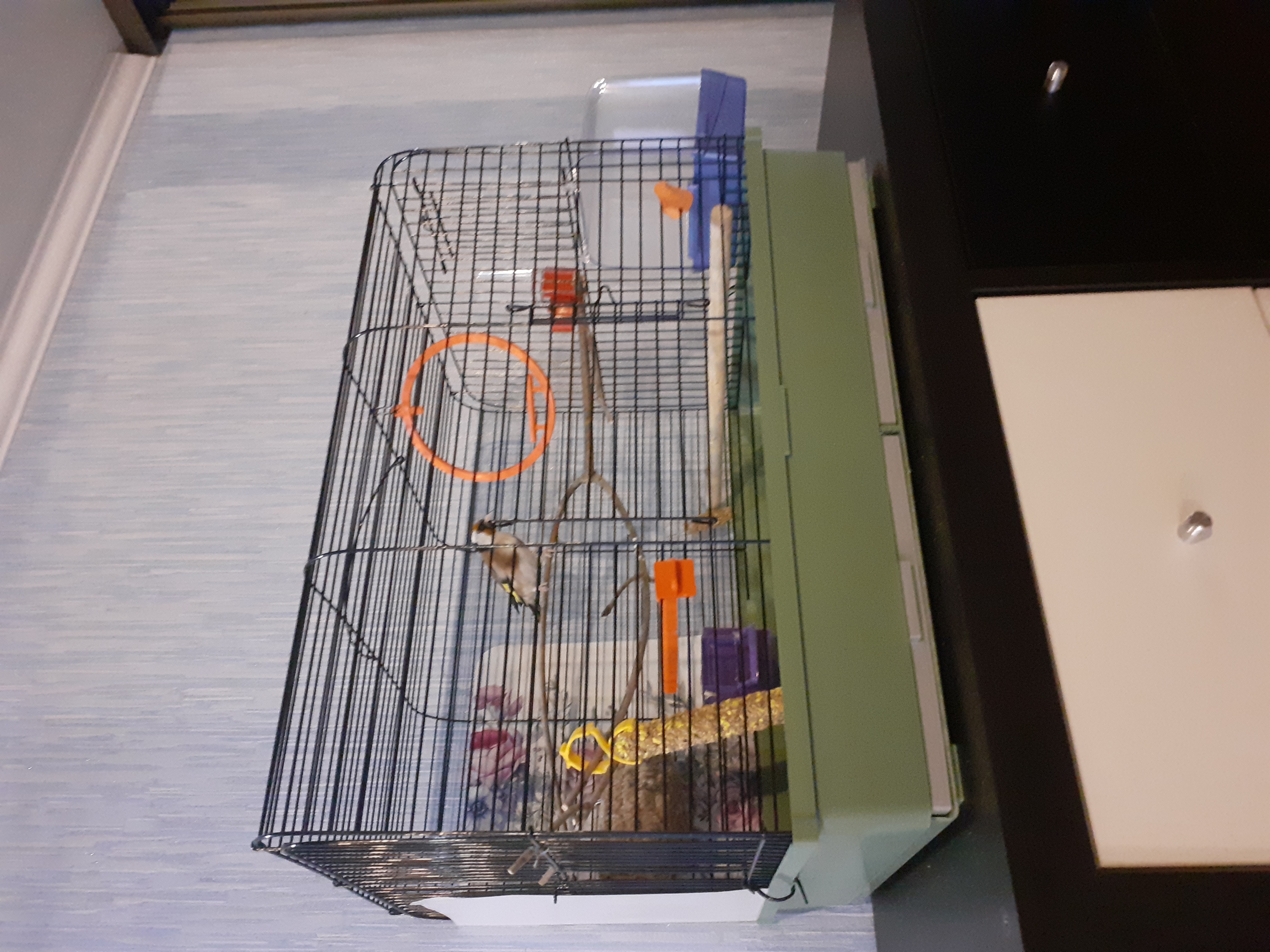Фотография покупателя товара Клетка для птиц "Грация", 49 х 36 х 37 см, микс цветов - Фото 5