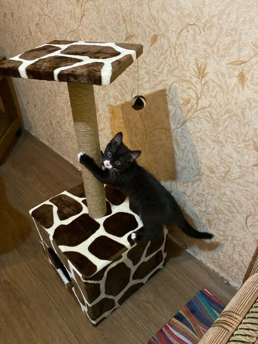 Фотография покупателя товара Домик для кошек с когтеточкой "Куб", с площадкой и игрушкой, 35 х 30 х 85 см, микс цветов - Фото 12