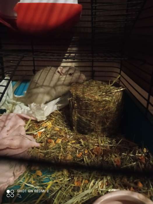 Фотография покупателя товара Сено луговое Таблеронн "Зверьё Моё", крапива, 200 г - Фото 1