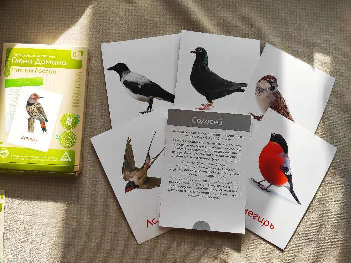Фотография покупателя товара Обучающие карточки по методике Глена Домана «Птицы России», 12 карт, А6, в коробке - Фото 5