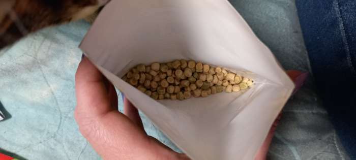 Фотография покупателя товара Семена Горох овощной "Зеленая сластена", ц/п, 25 г - Фото 2