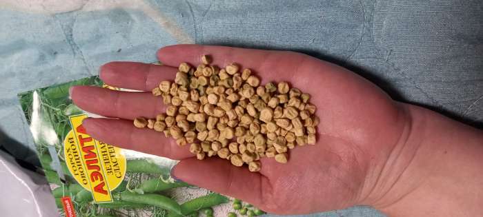 Фотография покупателя товара Семена Горох овощной "Зеленая сластена", ц/п, 25 г - Фото 4