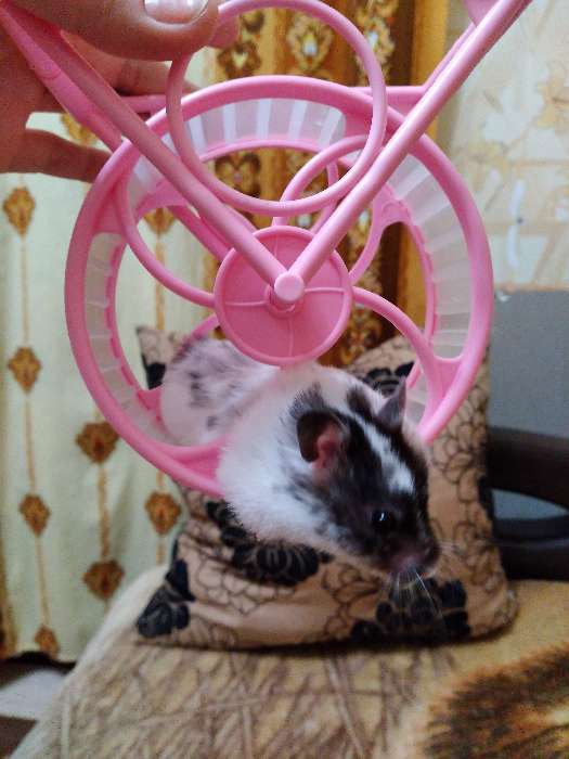 Фотография покупателя товара Колесо на подставке для грызунов, диаметр колеса 12,5 см, 14 х 3 х 9 см, микс цветов - Фото 2
