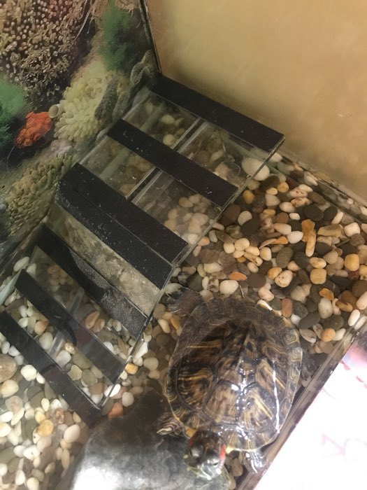 Фотография покупателя товара Мостик для черепахи №1, 20 х 10 х 6,5 см