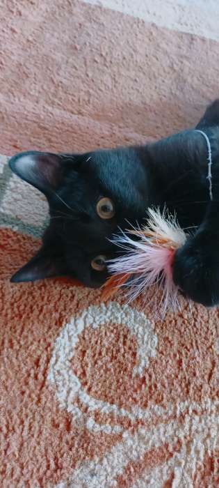 Фотография покупателя товара Игрушка-дразнилка для кошек "Пёрышки", микс цветов - Фото 1
