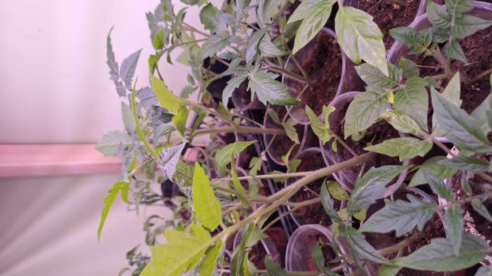 Фотография покупателя товара Регулятор роста растений "Атлет", ампула, 1,5 мл - Фото 1