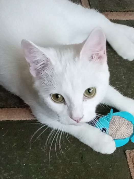 Фотография покупателя товара Мягкая игрушка для кошек с кошачьей мятой "Рыбка", голубая - Фото 4