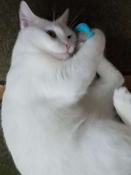Фотография покупателя товара Мягкая игрушка для кошек с кошачьей мятой "Рыбка", голубая - Фото 5