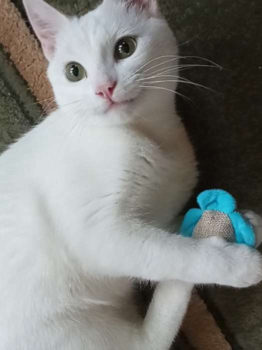 Фотография покупателя товара Мягкая игрушка для кошек с кошачьей мятой "Рыбка", голубая - Фото 1