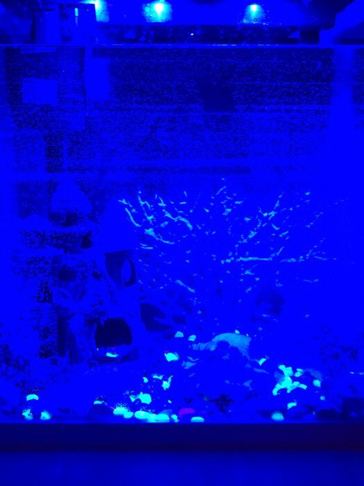 Фотография покупателя товара Галька декоративная, флуоресцентная микс: лимонный, зеленый, пурпурный, 350 г, фр.5-10 мм
