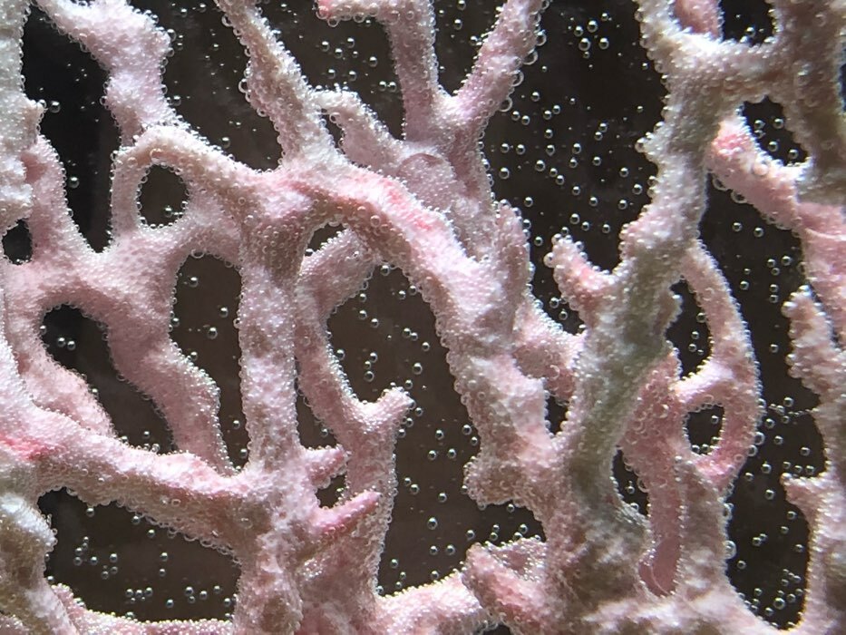Фотография покупателя товара Коралл пластиковый большой 24,5 х 4 х 19 см, розовый - Фото 5
