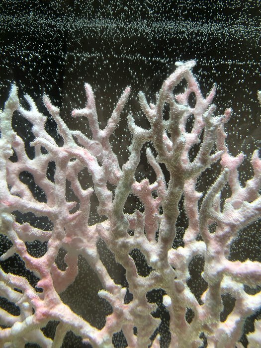 Фотография покупателя товара Коралл пластиковый большой 24,5 х 4 х 19 см, розовый - Фото 7