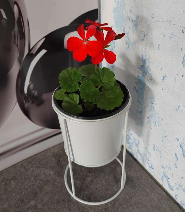 Фотография покупателя товара Семена цветов Пеларгония "Нано", "Скарлет", 3 шт - Фото 1