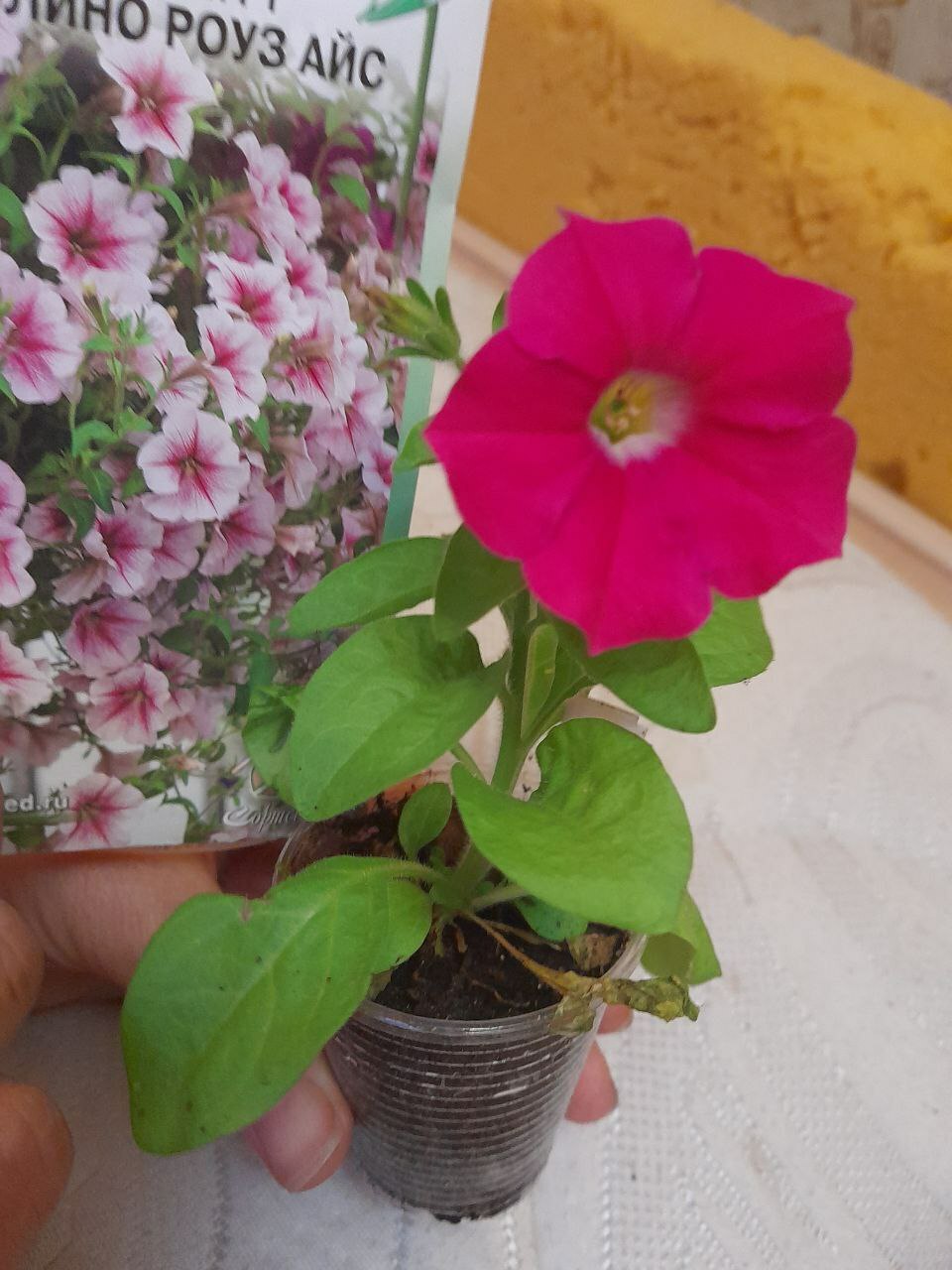 Фотография покупателя товара Семена цветов Петуния мини многоцветковая "Пендолино Роуз Айс F1" F, 5 шт