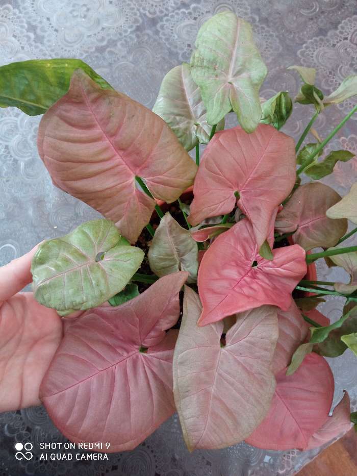 Фотография покупателя товара Реаниматор для растений Хлорелла "БиоАбсолют", порошок , 50 мл