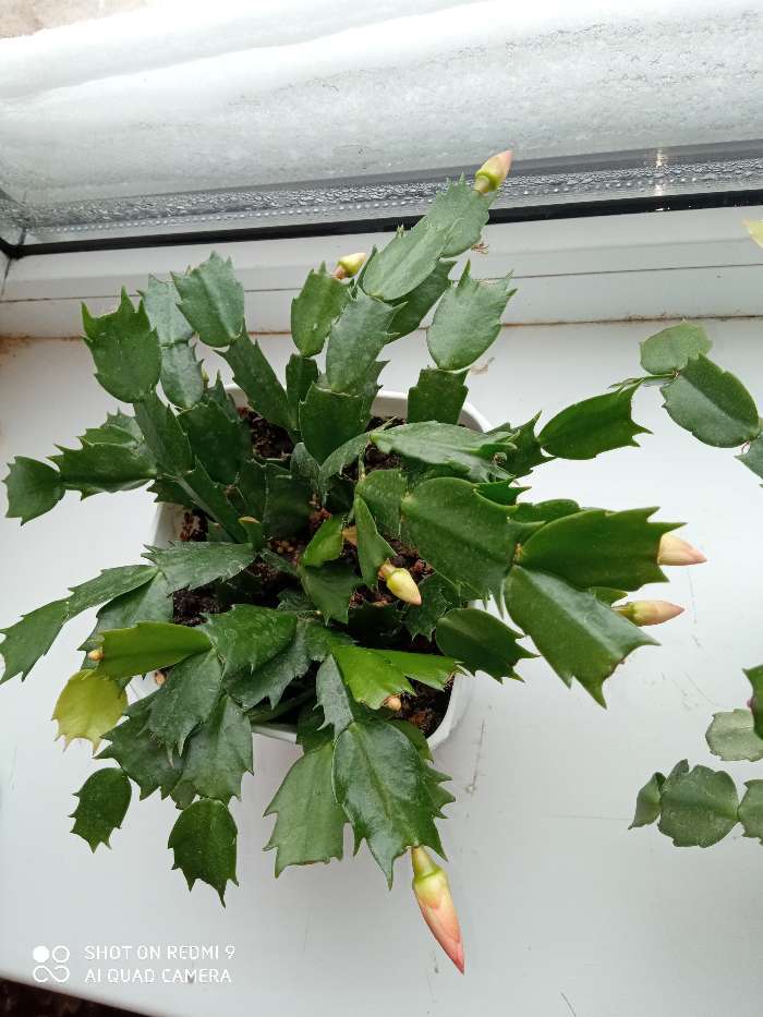 Фотография покупателя товара Реаниматор для растений Хлорелла "БиоАбсолют", порошок , 50 мл