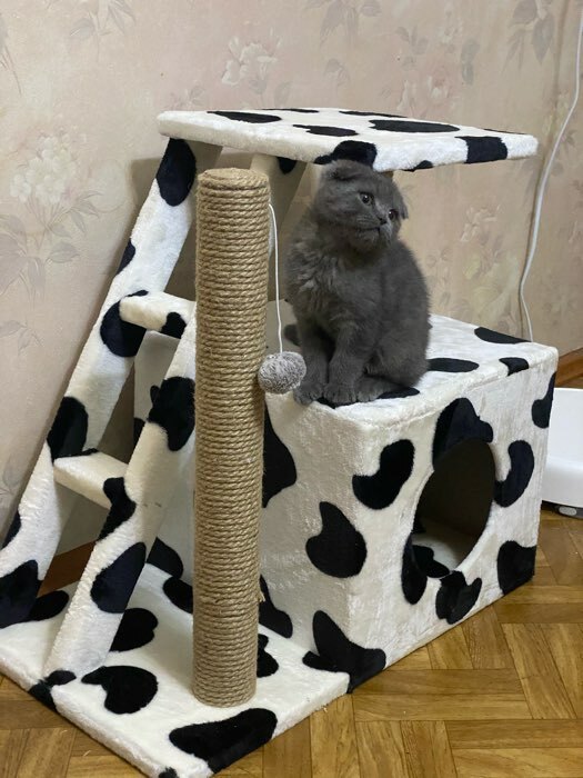 Фотография покупателя товара Домик для кошек с когтеточкой "Домосед", с лестницей и площадкой, 60 х 35 х 56 см, микс - Фото 7
