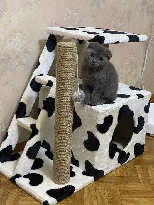 Фотография покупателя товара Домик для кошек с когтеточкой "Домосед", с лестницей и площадкой, 60 х 35 х 56 см, микс - Фото 6