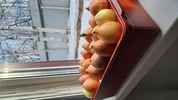 Фотография покупателя товара Ящик для выращивания зелёного лука, 40 × 19 × 10 см, 21 лунка, красный - Фото 1