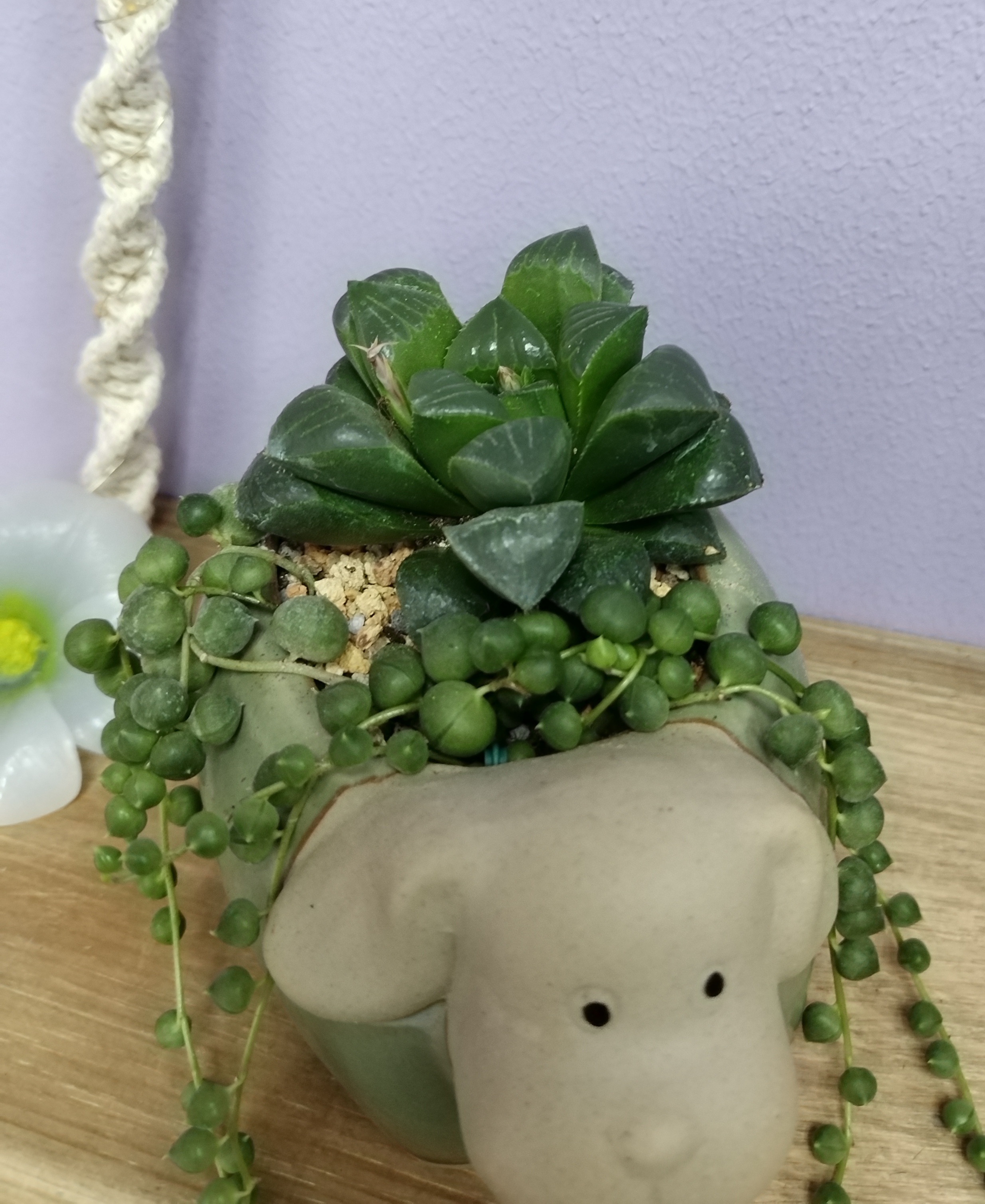 Фотография покупателя товара Горшок для цветов «Лаки слоник», 300 мл, 11×9×8 см, керамика - Фото 4