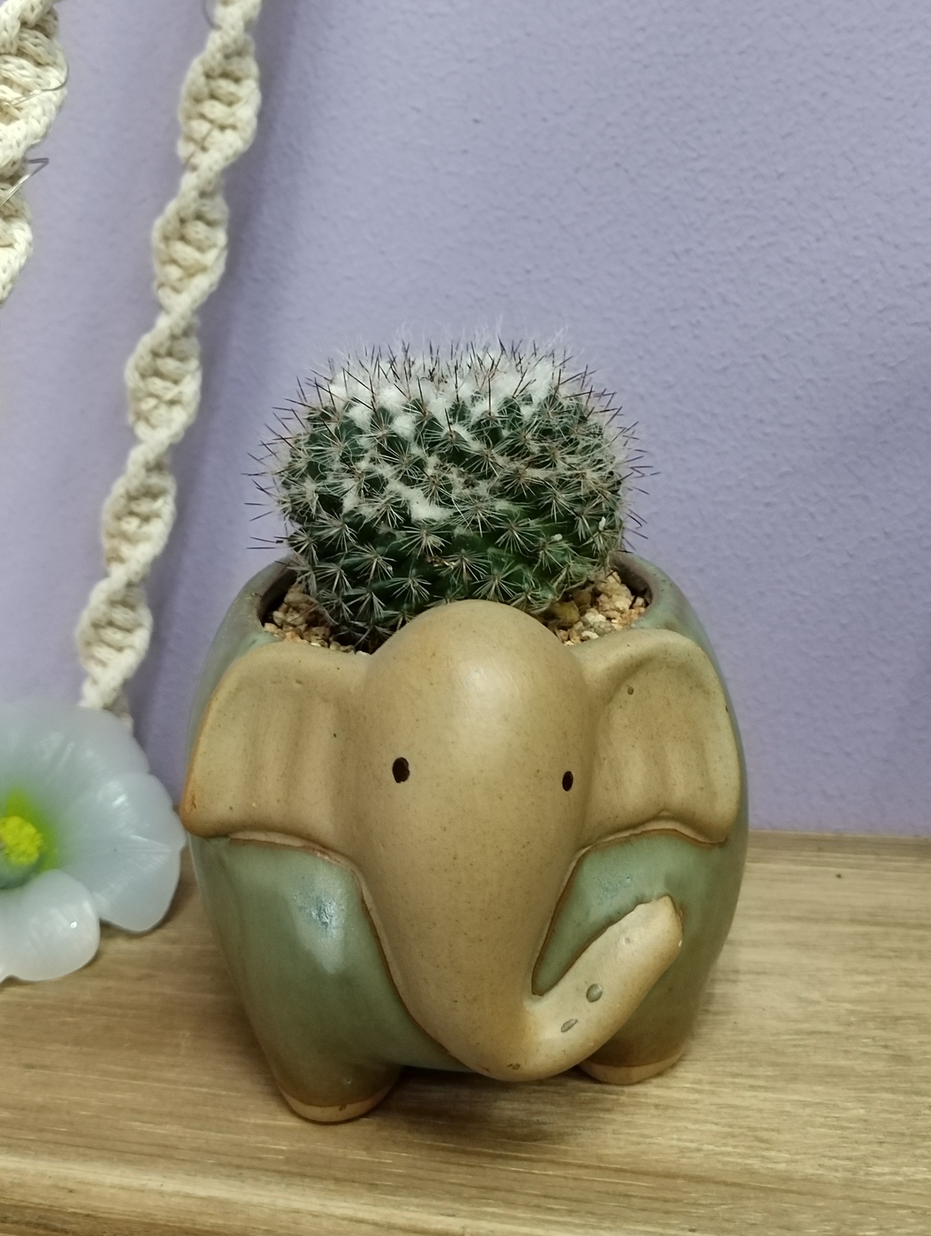 Фотография покупателя товара Горшок для цветов «Лаки слоник», 300 мл, 11×9×8 см, керамика - Фото 1