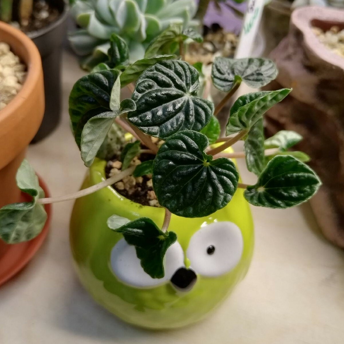 Фотография покупателя товара Декоративный горшок для цветов «Сова Гриня», керамический, 150 мл, 5×6 см, жёлтый - Фото 5