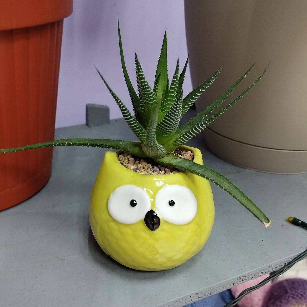 Фотография покупателя товара Декоративный горшок для цветов «Сова Гриня», керамический, 150 мл, 5×6 см, жёлтый - Фото 4