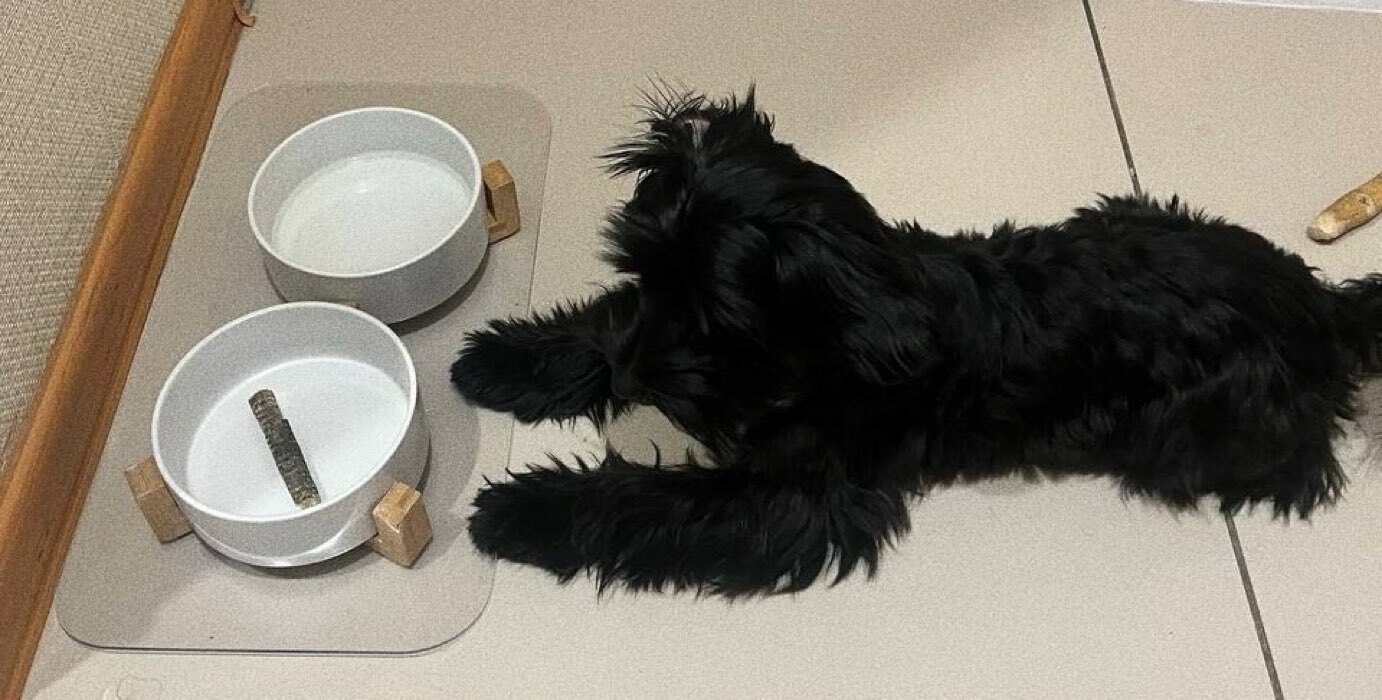 Фотография покупателя товара Лакомство для собак натуральное PetLab: Кожа атлантической трески, 40 г. - Фото 2
