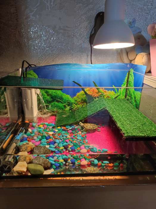 Фотография покупателя товара Террариум для черепах 25 л, без крышки с полкой и лесенкой, 40×29×22 см - Фото 2