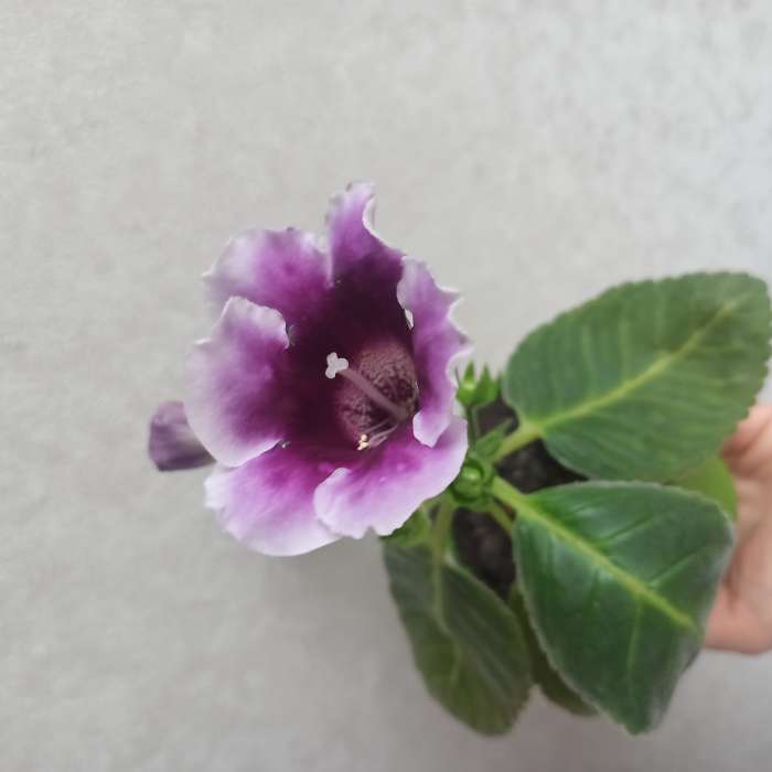 Фотография покупателя товара Семена Цветов Глоксиния "Императрица" розовая биколор  ,5 шт  , - Фото 1