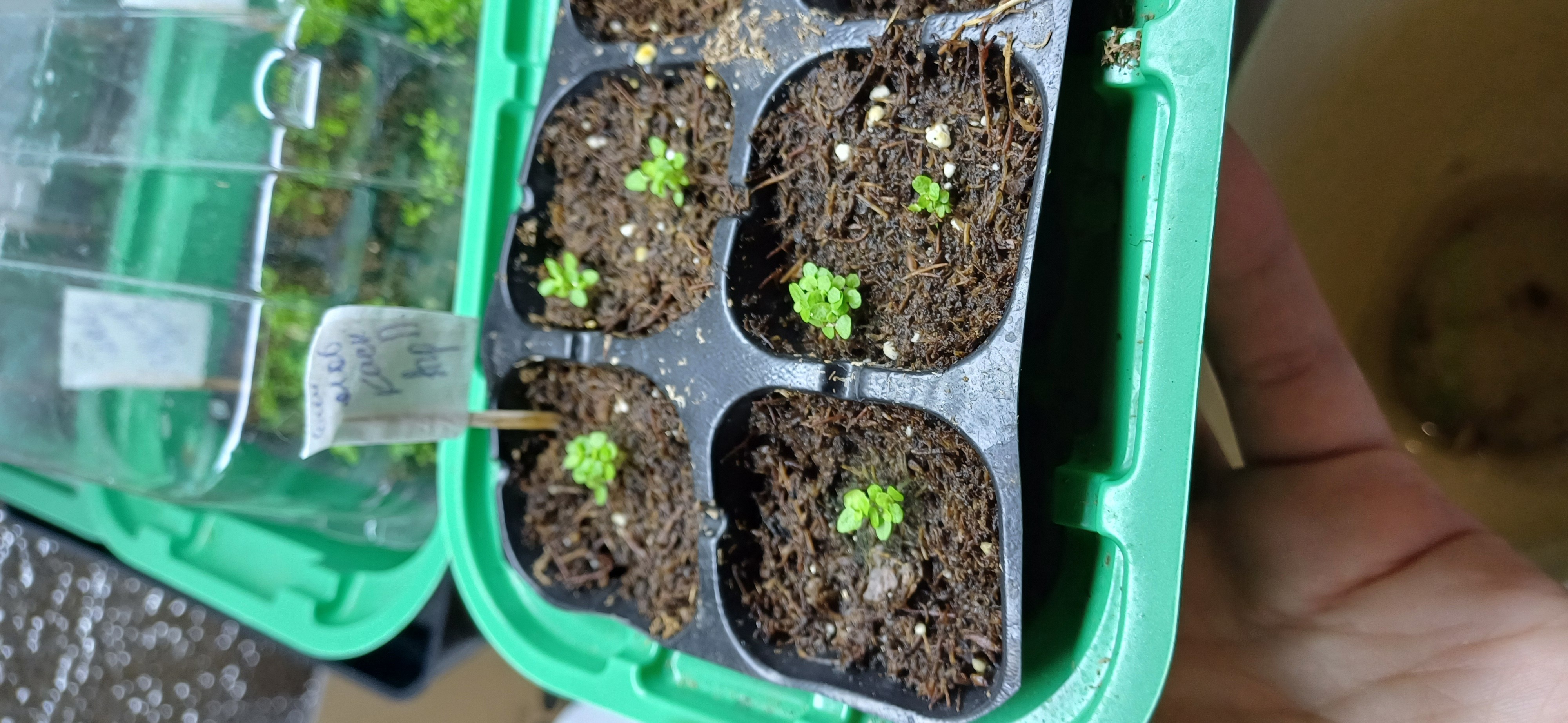 Фотография покупателя товара Семена цветов Лобелия каскадная "Ривьера Марине Блю", 10 шт - Фото 1