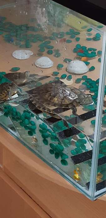Фотография покупателя товара Мостик для черепахи №2 , 30 х 10 х 6,5 см - Фото 1