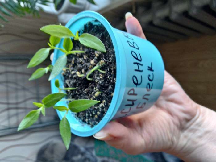 Фотография покупателя товара Семена Перец сладкий "Сиреневый Блеск", 0,1 г - Фото 12