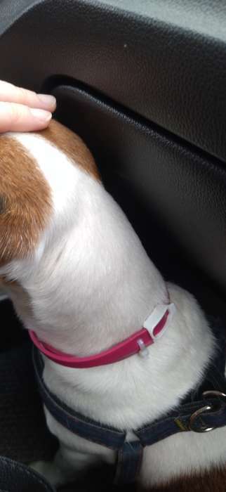 Фотография покупателя товара Биоошейник от паразитов "ПИЖОН" для собак от блох и клещей, красный, 65 см - Фото 5