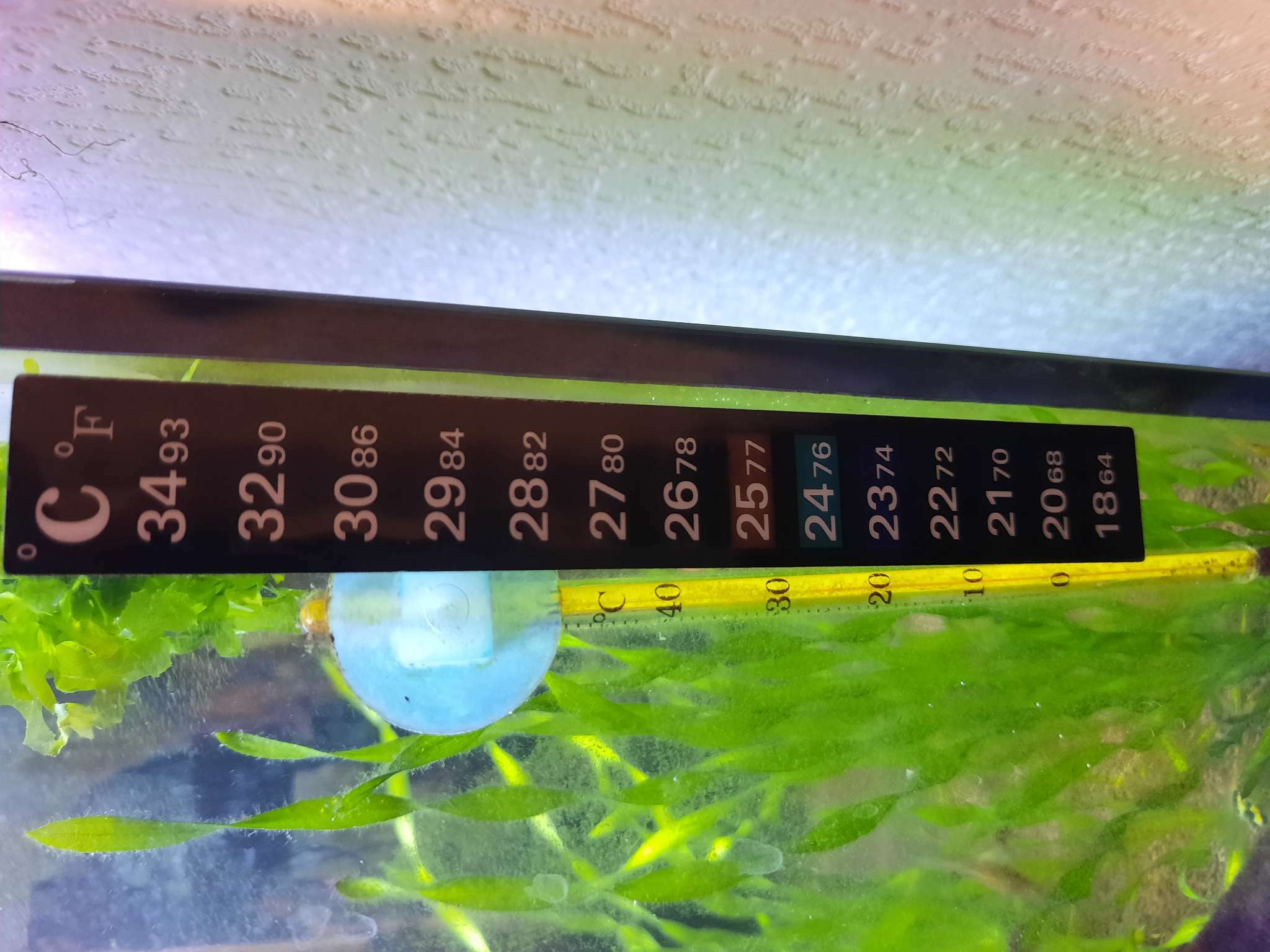 Фотография покупателя товара Термометр для аквариума 18° - 34°, 18 х 100 мм - Фото 1
