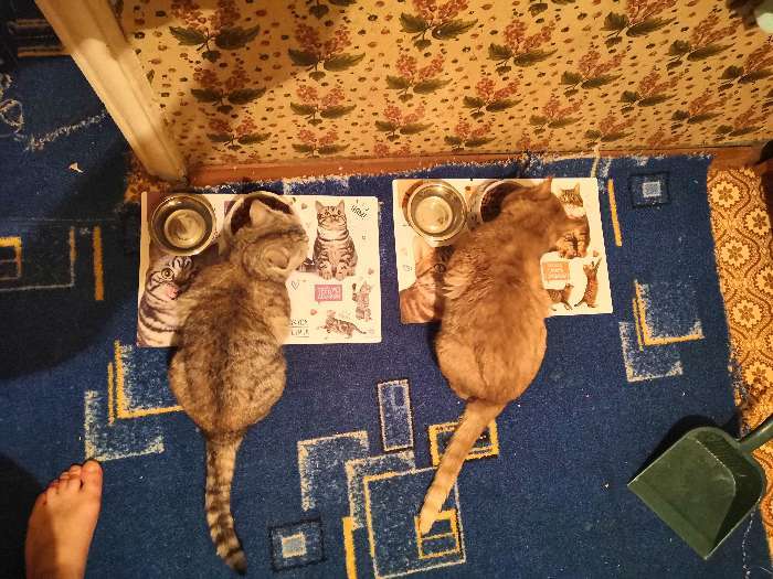 Фотография покупателя товара Коврик под миску «Кот не работает, кот ест!» 43х28 см