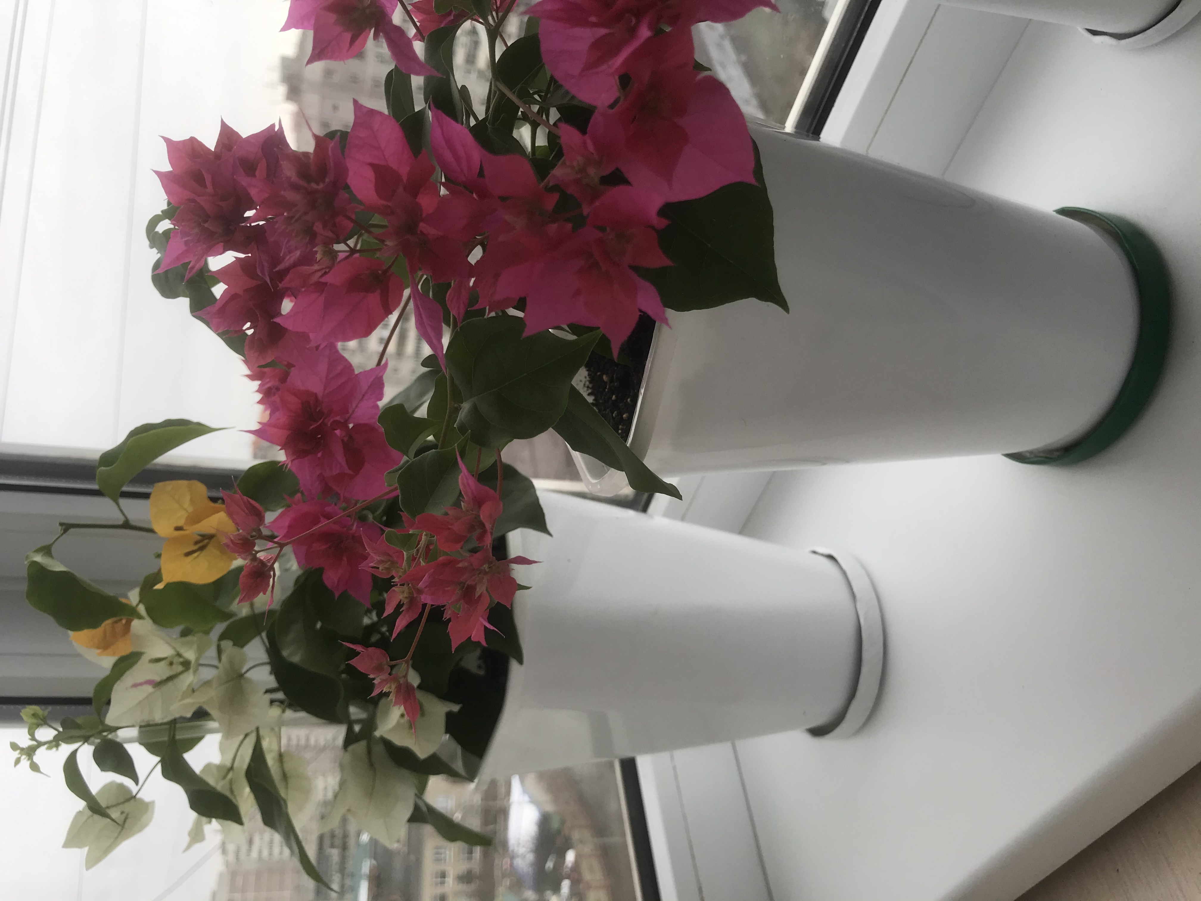 Фотография покупателя товара Горшок для цветов «Роза», 2 л, d=14 см, цвет белый