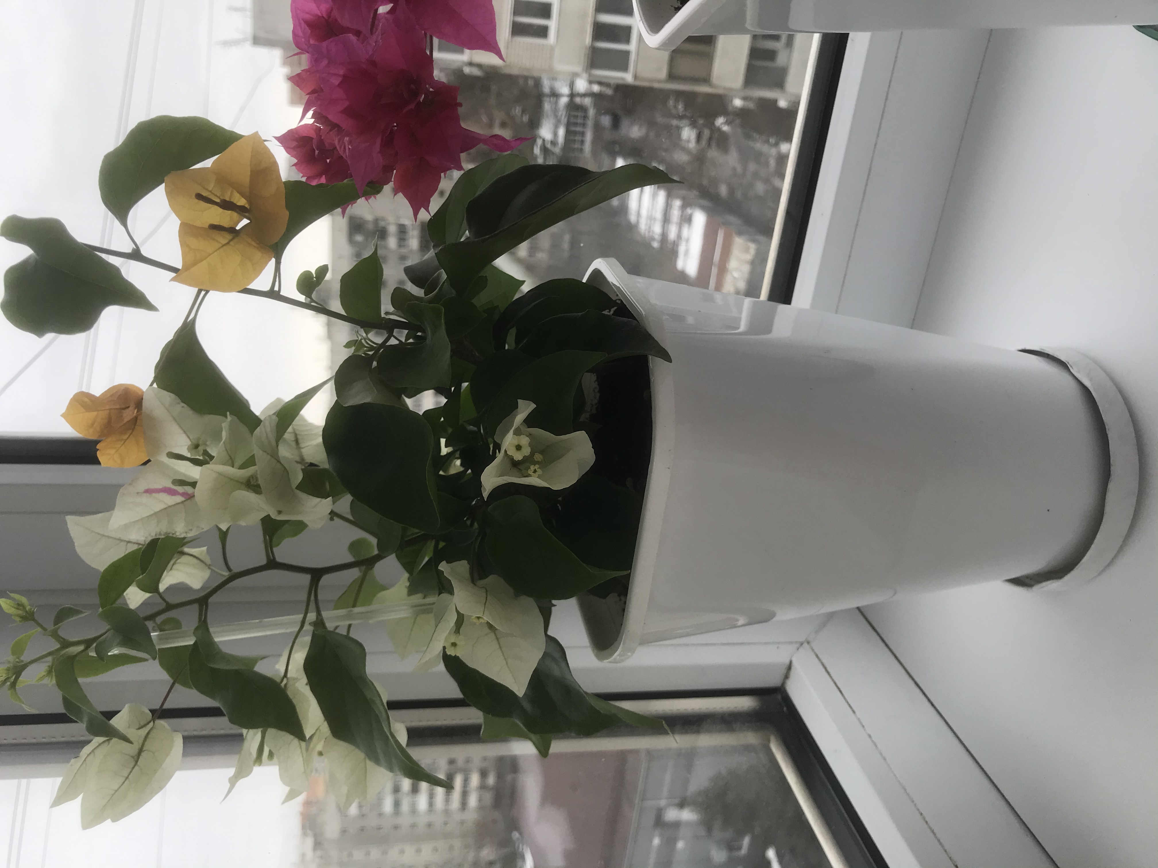 Фотография покупателя товара Горшок для цветов «Роза», 2 л, d=14 см, цвет белый