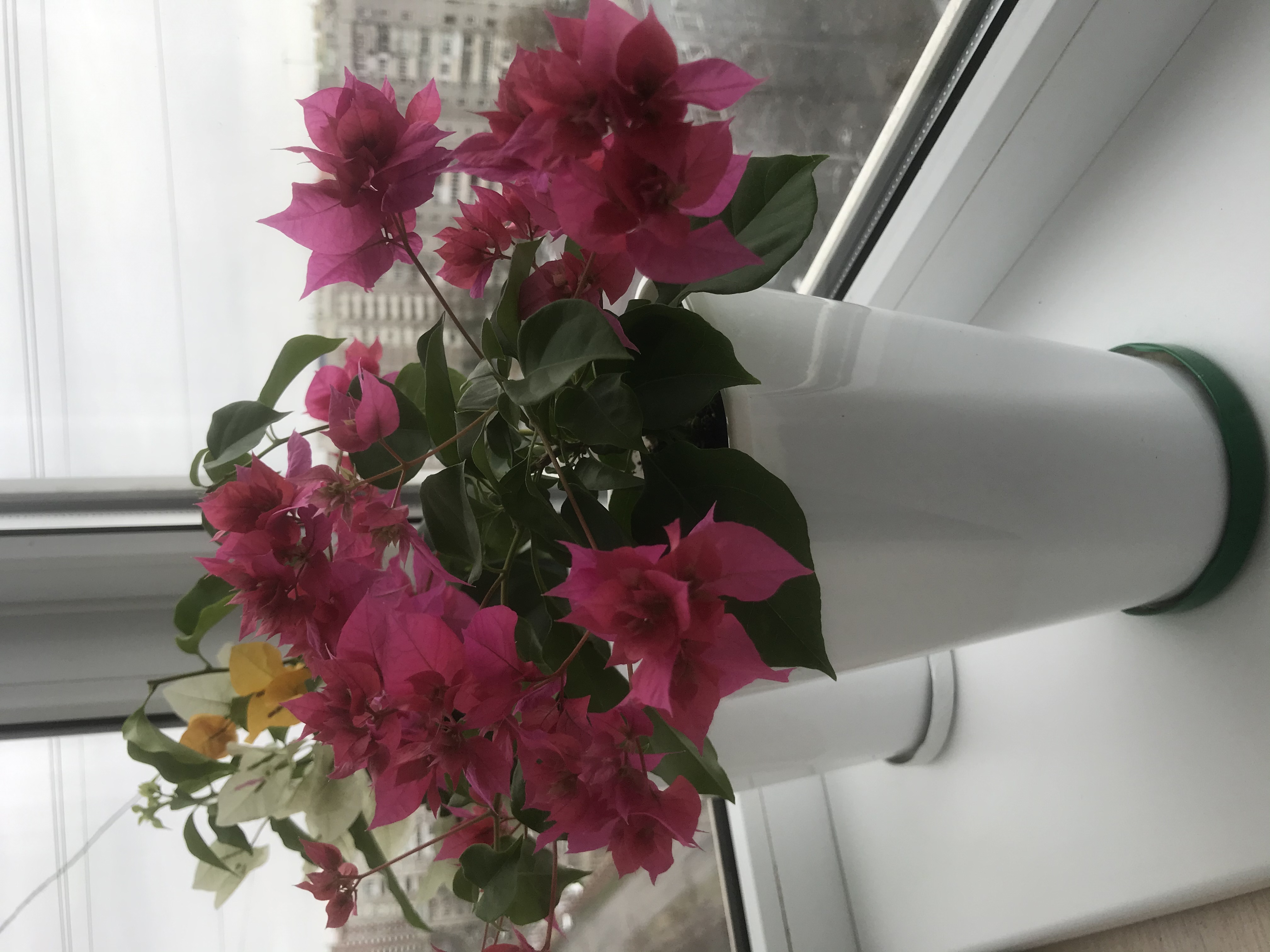 Фотография покупателя товара Горшок для цветов «Роза», 2 л, d=14 см, цвет розовый - Фото 11