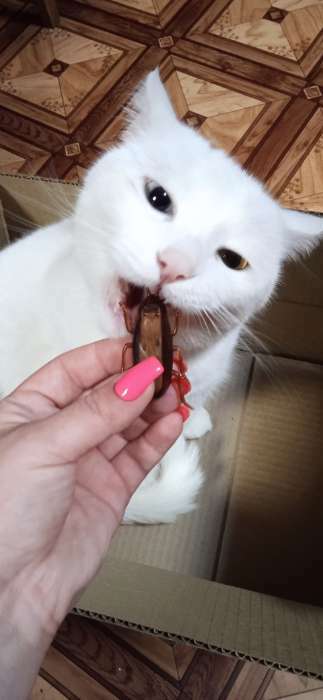 Фотография покупателя товара Интерактивная игрушка для кошек «Таракан»
