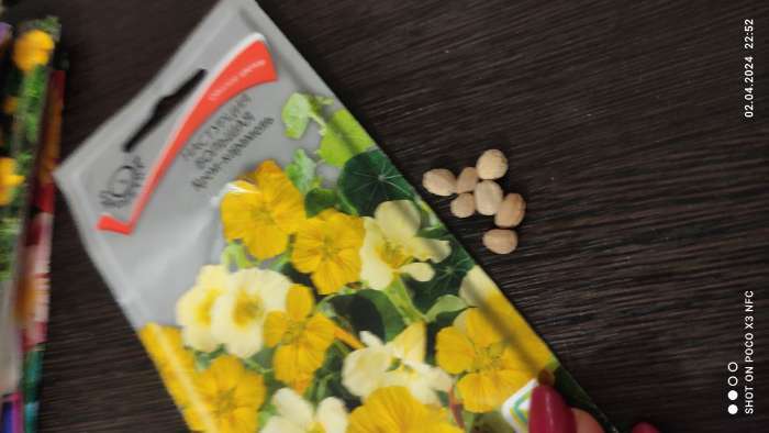 Фотография покупателя товара Семена цветов Настурция большая "Крем-карамель", 1гр.