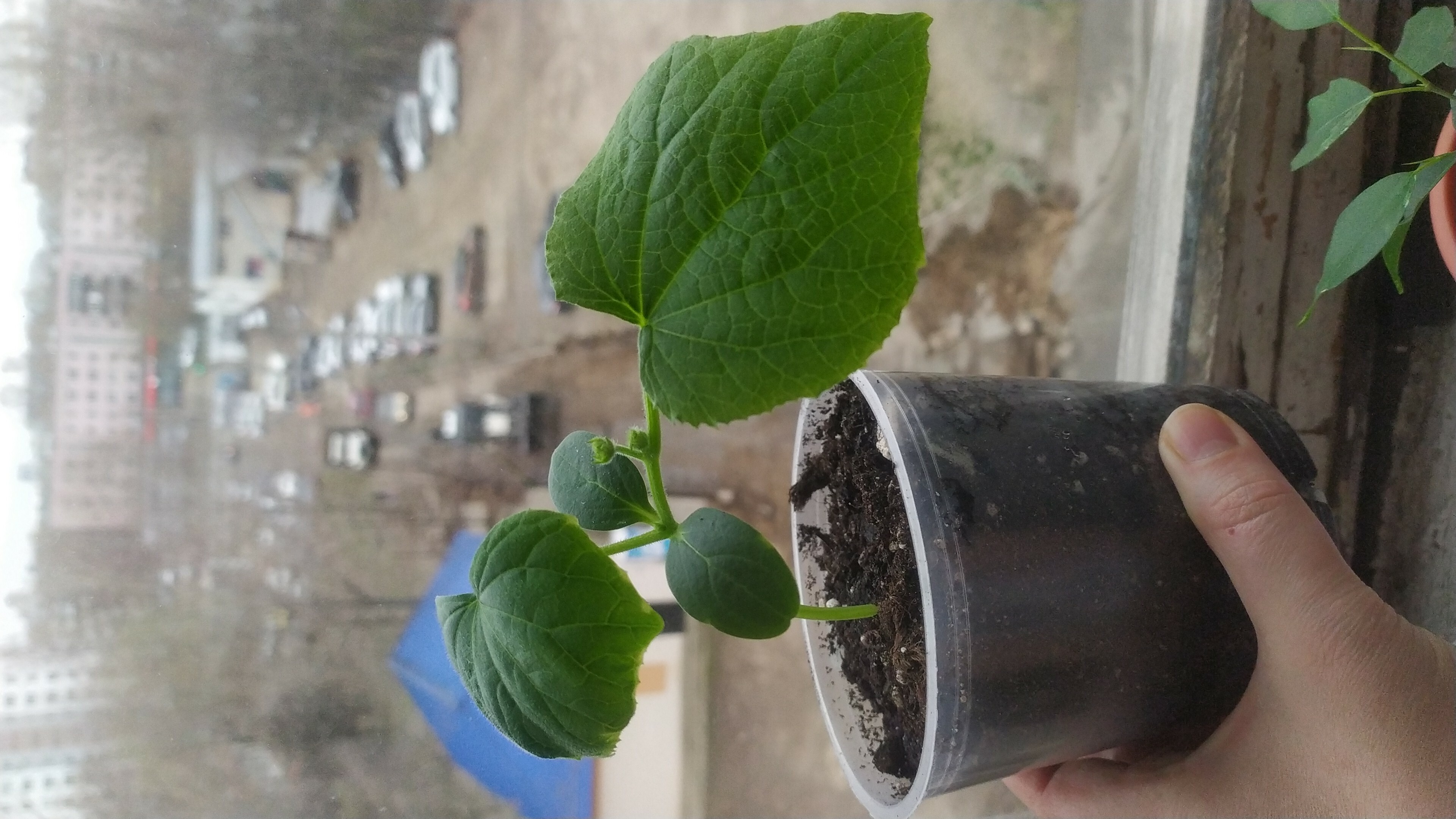 Фотография покупателя товара Семена огурца "Балконный", F1, 5 шт. - Фото 1