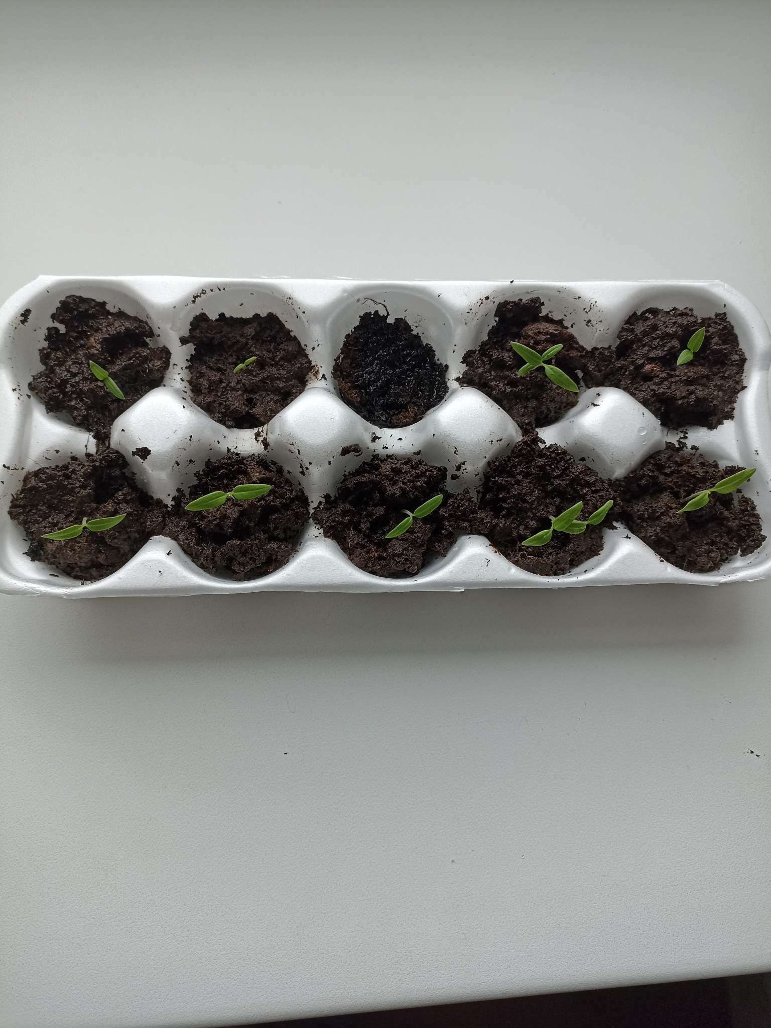 Фотография покупателя товара Семена Томат "Синичка", очень ранний, детерминантный,низкорослый, 0,05 г - Фото 10