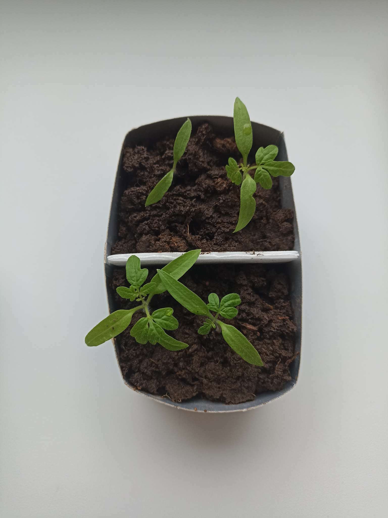 Фотография покупателя товара Семена Томат "Синичка", очень ранний, детерминантный,низкорослый, 0,05 г - Фото 9