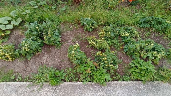Фотография покупателя товара Семена Томат "Синичка", очень ранний, детерминантный,низкорослый, 0,05 г - Фото 11